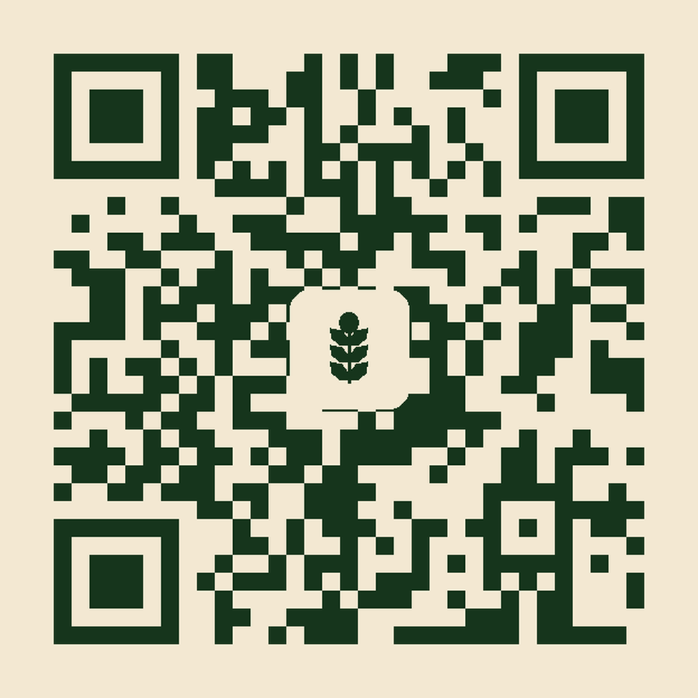 WhatsApp QR — NUCHA by Nuch